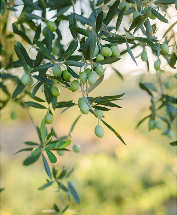 Azienda Agricola Magliano