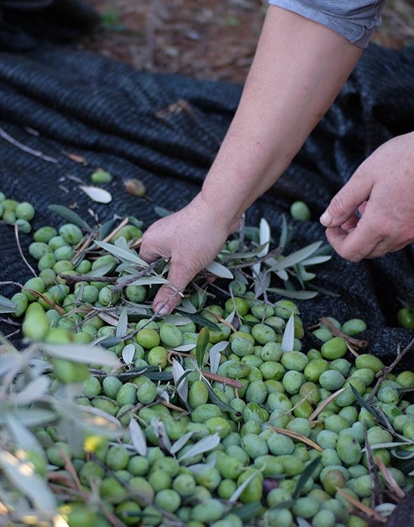 Azienda Agricola Magliano