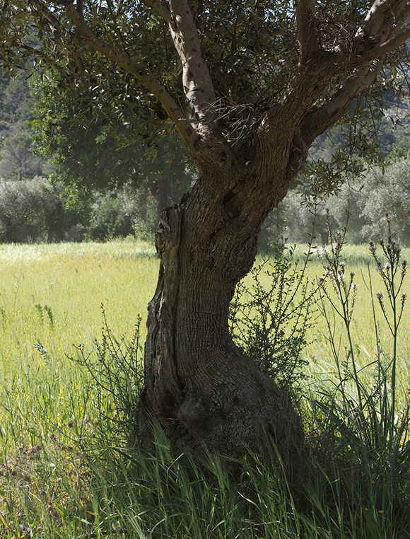 Azienda Agricola Magliano
