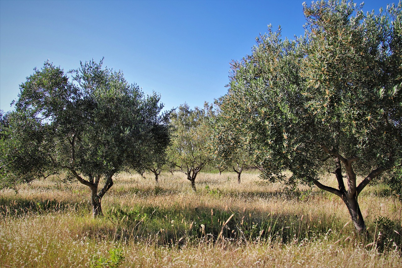 Azienda Agricola Magliano